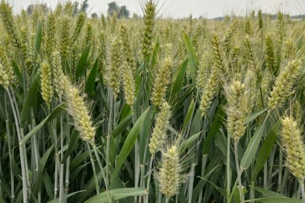 冬小麦生长过程