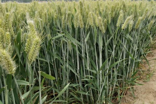 冬小麦生长过程