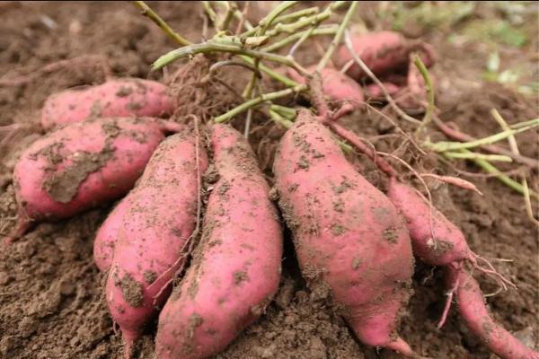 红薯种植后几天后才可以施肥