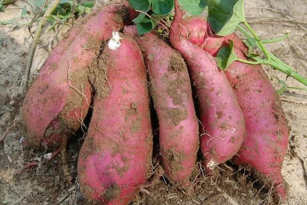 红薯种植后几天后才可以施肥