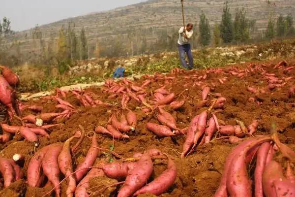 红薯种植后几天后才可以施肥