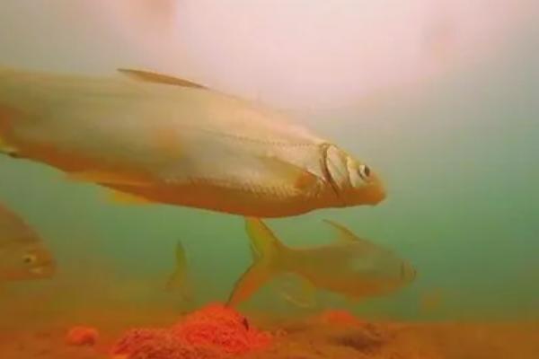 黄尾鱼是什么鱼