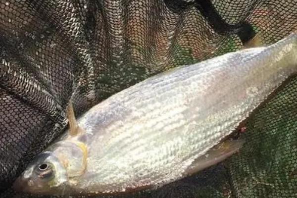 黄尾鱼是什么鱼