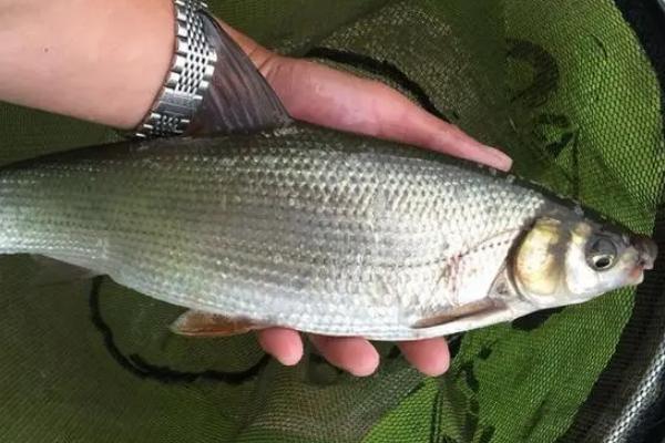 黄尾鱼是什么鱼