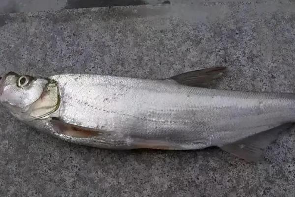 翘嘴什么时候钓好