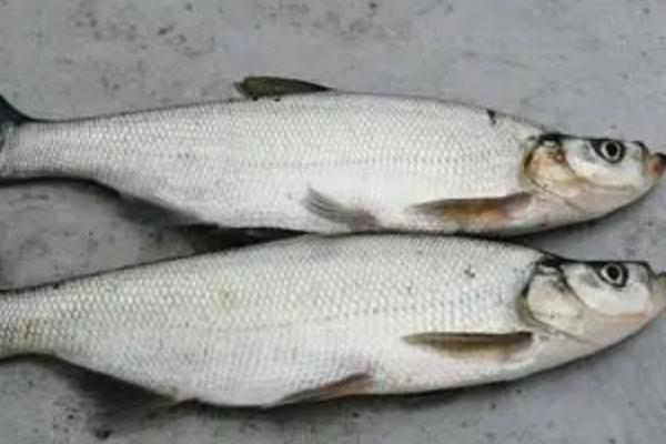 翘嘴什么时候钓好