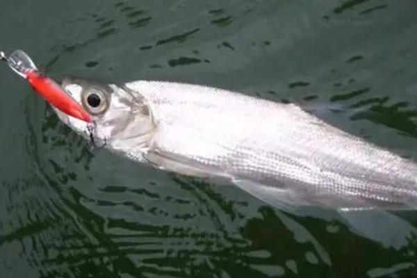 翘嘴什么时候钓好