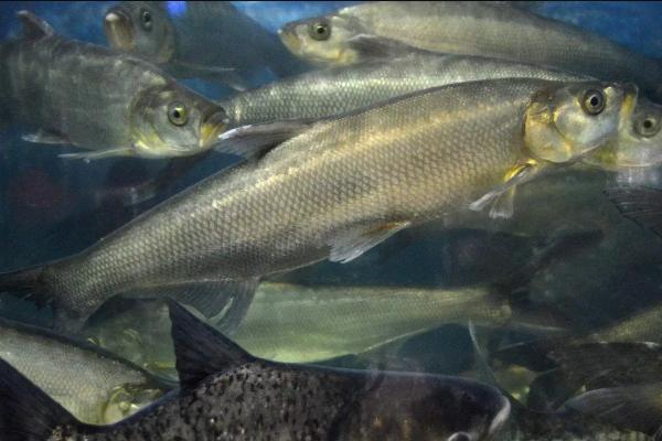 翘嘴钓底还是钓浮