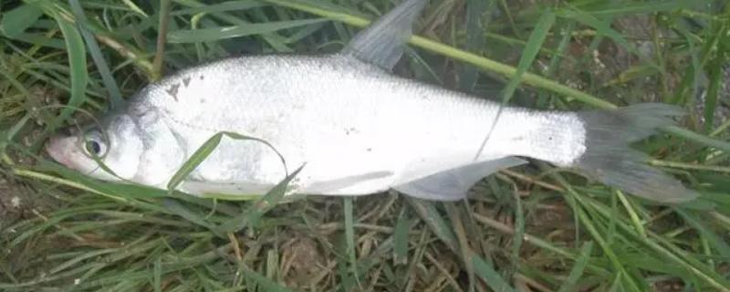 翘嘴钓底还是钓浮