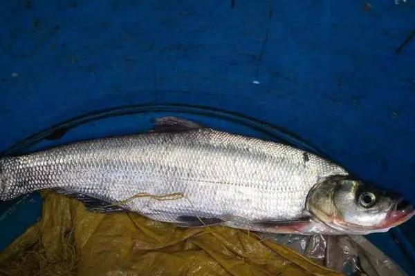 翘嘴钓底还是钓浮