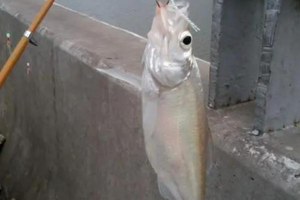 翘嘴钓底还是钓浮