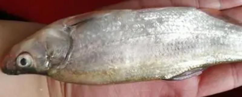 十月份如何钓翘嘴