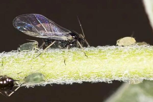 辣椒树长蚜虫怎么处理