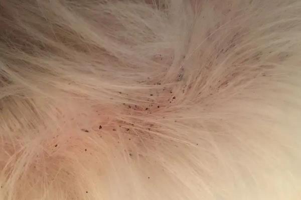 杀虫剂可以杀死跳蚤吗