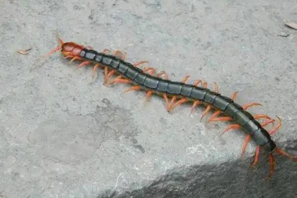 什么杀虫剂可以杀死蜈蚣