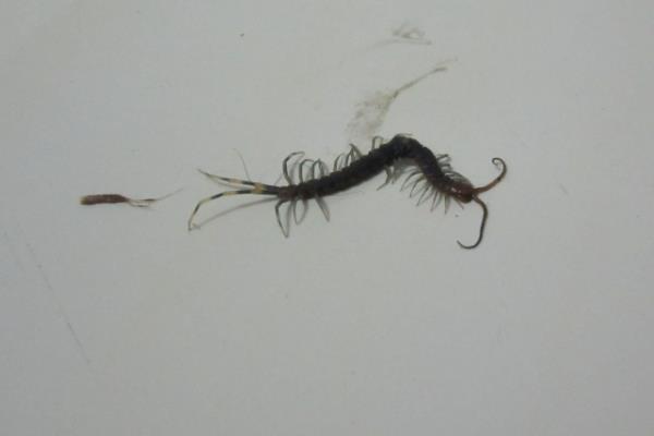 什么杀虫剂可以杀死蜈蚣