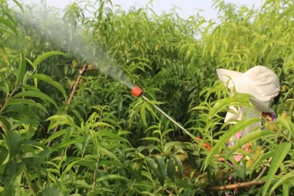 吡虫啉类杀虫剂有哪些