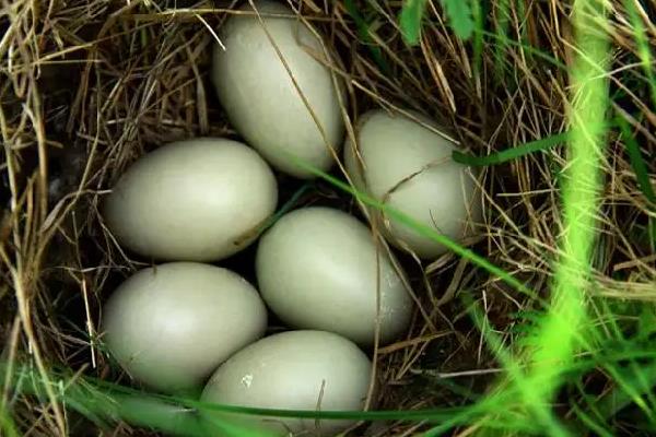 野鸭蛋孵化温度和周期