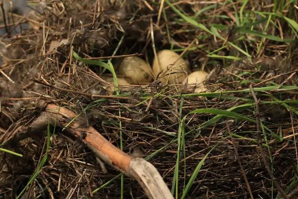 野鸭蛋孵化温度和周期