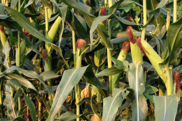 东北平原主要的农作物是