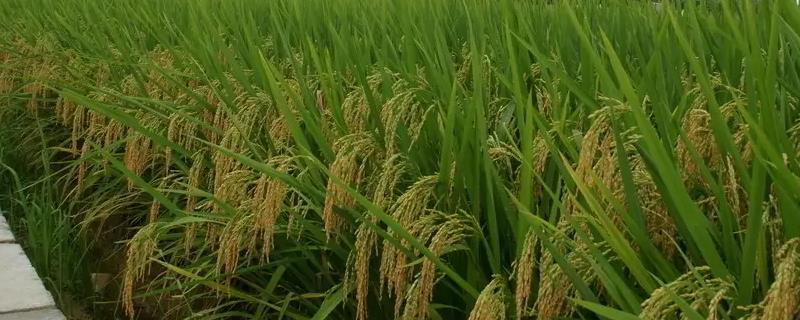 东北平原主要的农作物是