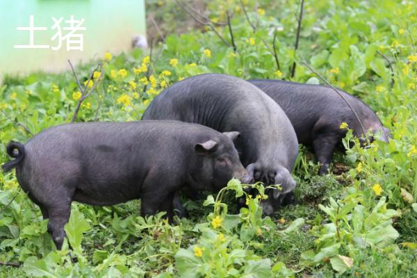 饲料猪和土猪的区别