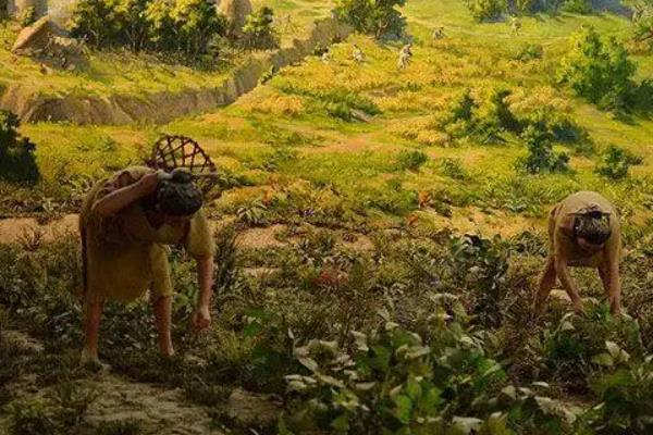 半坡人种植什么农作物