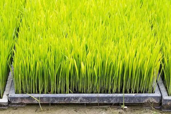 提高农作物产量的措施