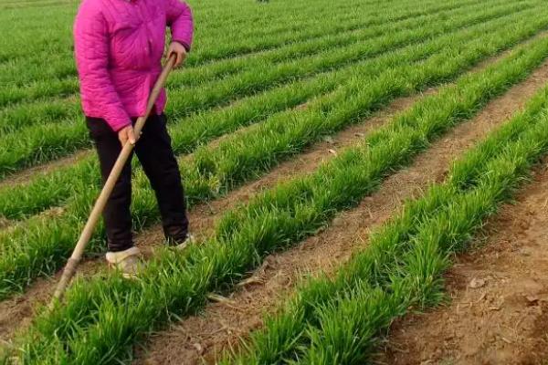 提高农作物产量的措施