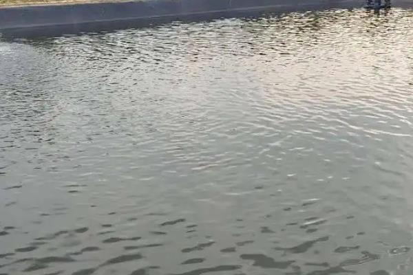 鱼用敌百杀虫剂主要杀什么虫