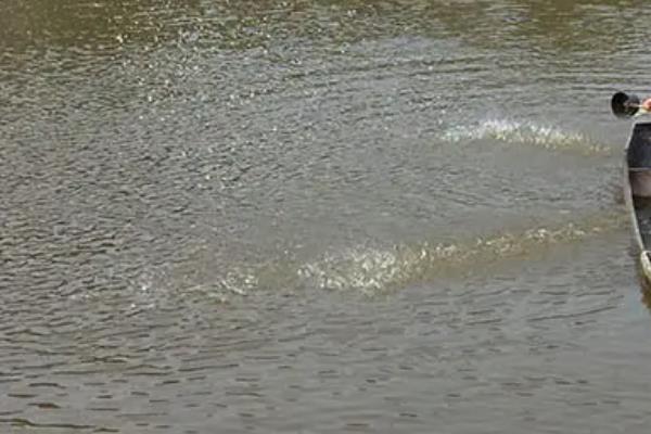 鱼用敌百杀虫剂主要杀什么虫