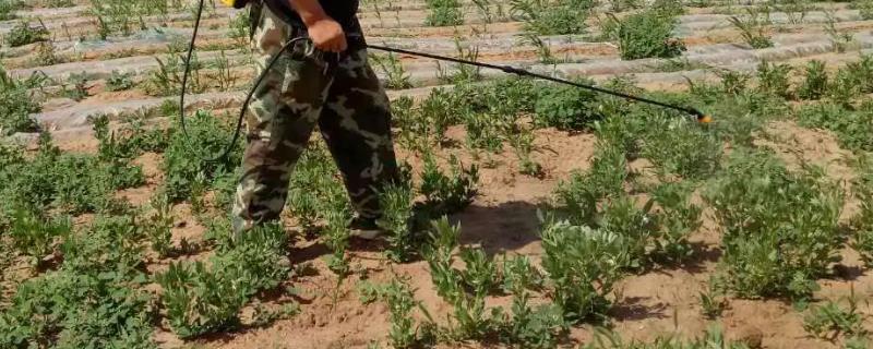 苗后除草剂几天草能死