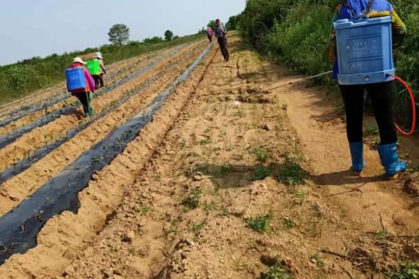 红薯苗后除草剂有哪些