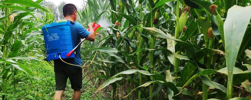 玉米苗后除草剂几天见效