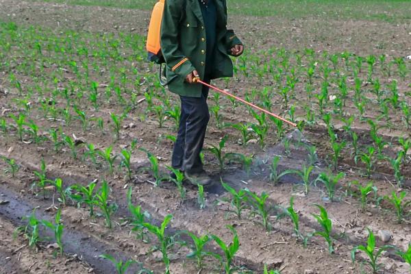 烟嘧秀去津有封地的作用吗