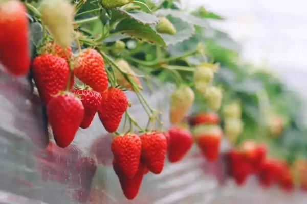 草莓需要哪种肥料