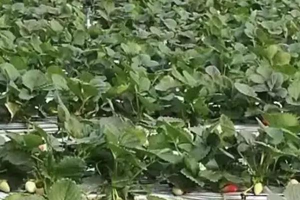 草莓施什么肥料最甜