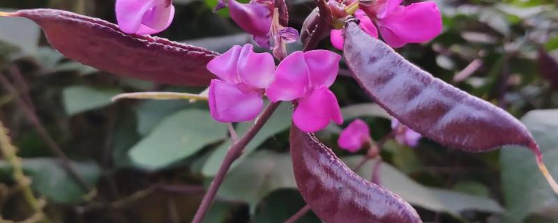 扁豆最晚几月份种植