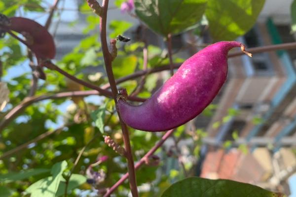 扁豆最晚几月份种植