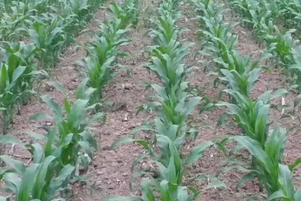 玉米小苗多久适合浇水