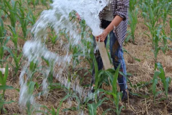 玉米出苗后多久浇水