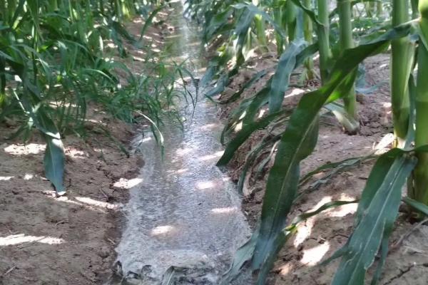 玉米出苗后多久浇水