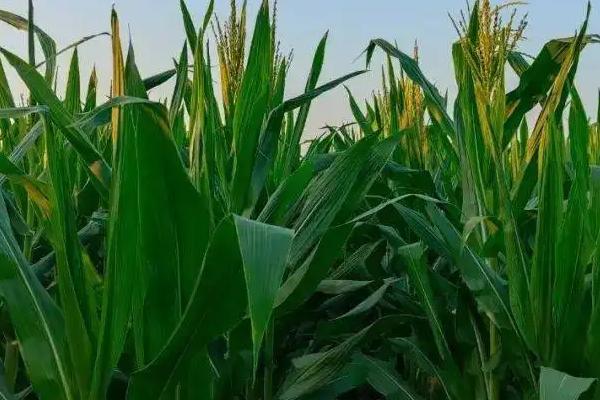 玉米出苗后多久浇水