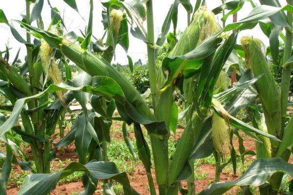 玉米出苗后多久浇水