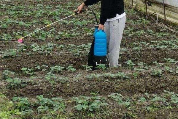 草莓在开花的时候施什么肥料