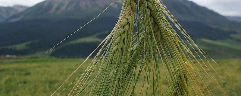 青藏地区种植业一般分布在什么地区