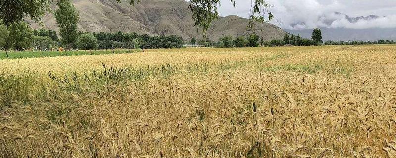 青藏地区农业主要分布在哪