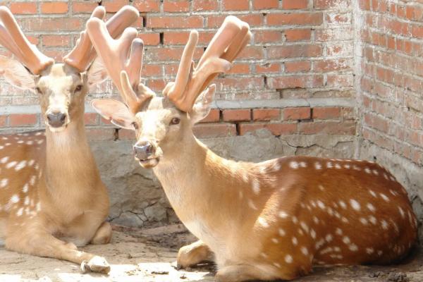梅花鹿的鹿茸一年割几次