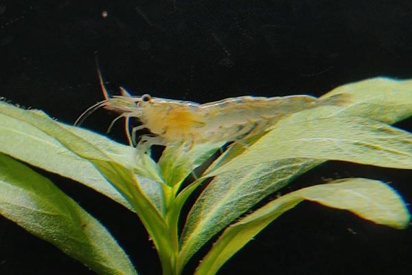 黑壳虾抱卵后多久孵化