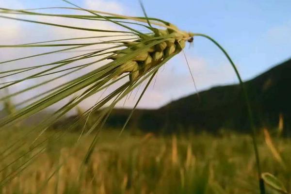 青藏地区发展什么农业